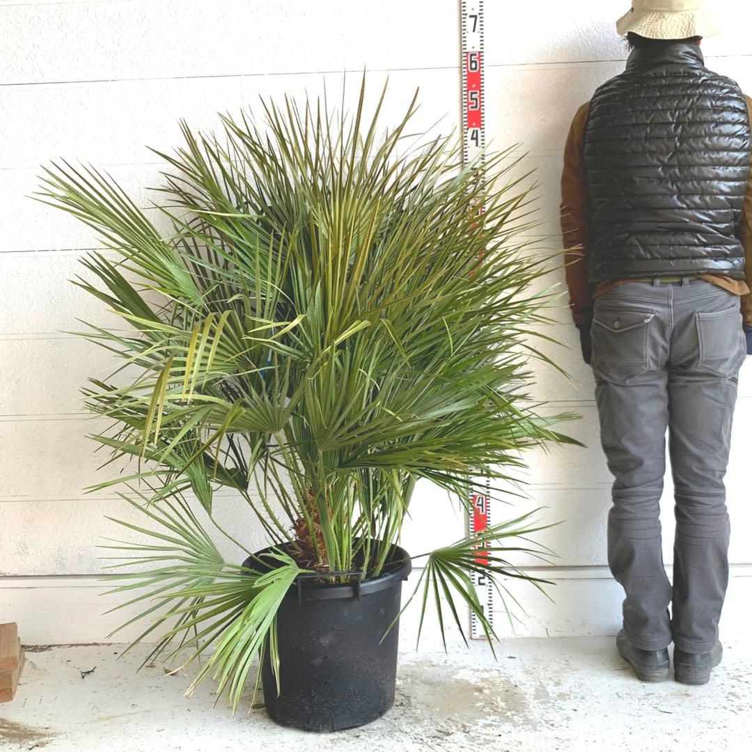 チャメロプス　大株　ドライガーデン　チャメロップス　耐寒性　アガベ 71 チャメロプス 大株 ドライガーデン チャメロップス 耐寒性 アガベ 71