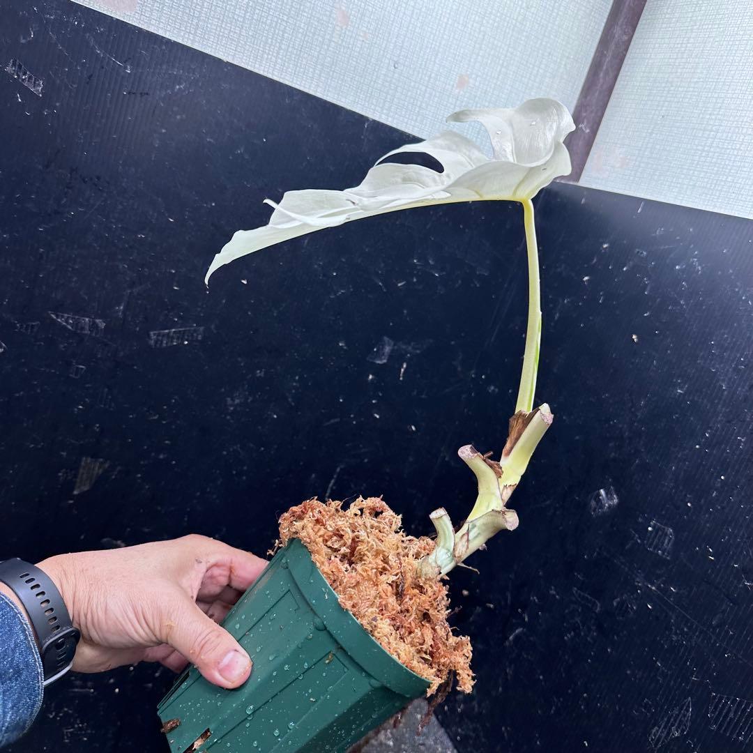 ひ*る様 斑入りモンステラ極上ホワイトタイガーフルムーン4号鉢植え発