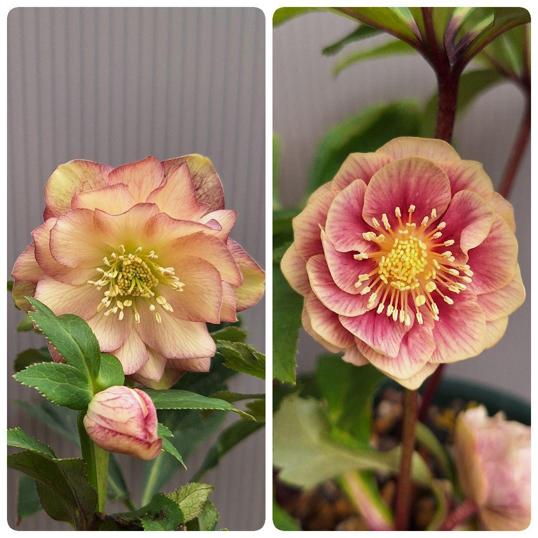 ☆ クリスマスローズ ソレイユ交配開花株 小輪ソレイユ受粉済み - メルカリ