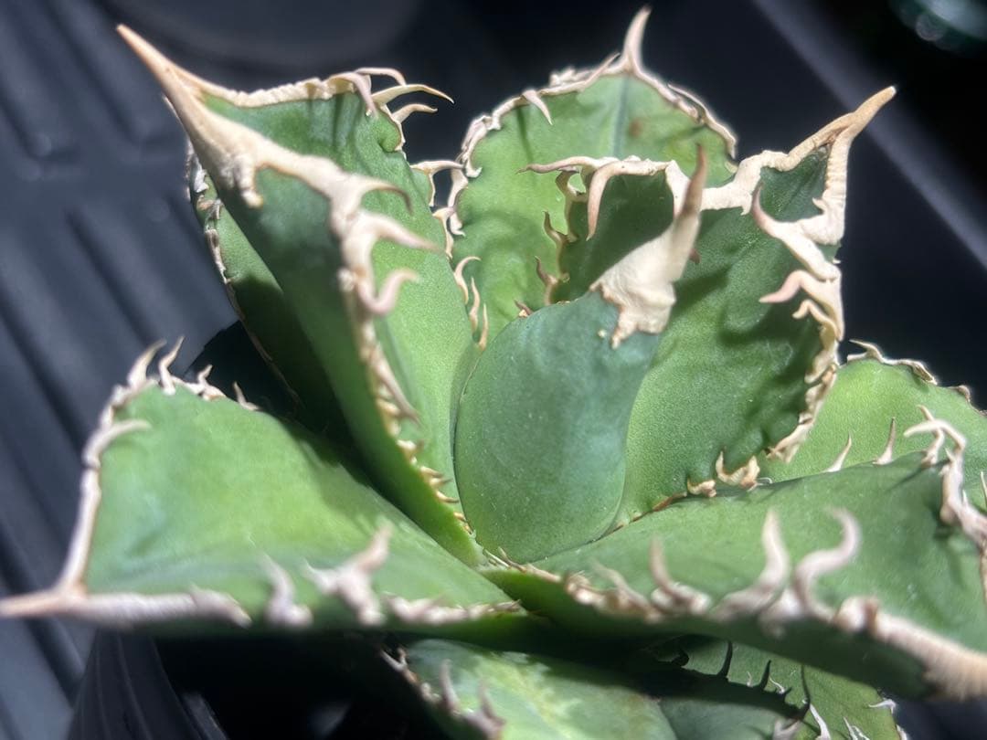 特出！アガベチタノタ大白鯊（極上株）S級激レアsuperホオジロザメ狂暴