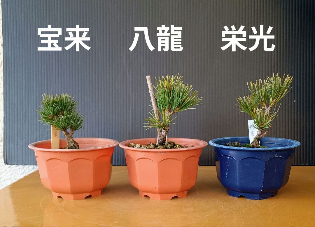 八房五葉松セット 10鉢 専用商品】八房五葉松 9鉢セット - メルカリ