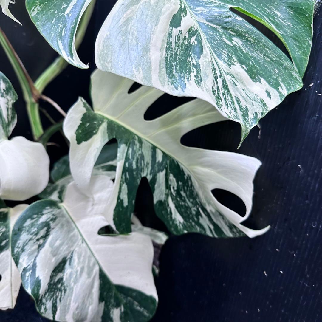 斑入りモンステラ ホワイトタイガー極美大株72cm白斑多白勝ち
