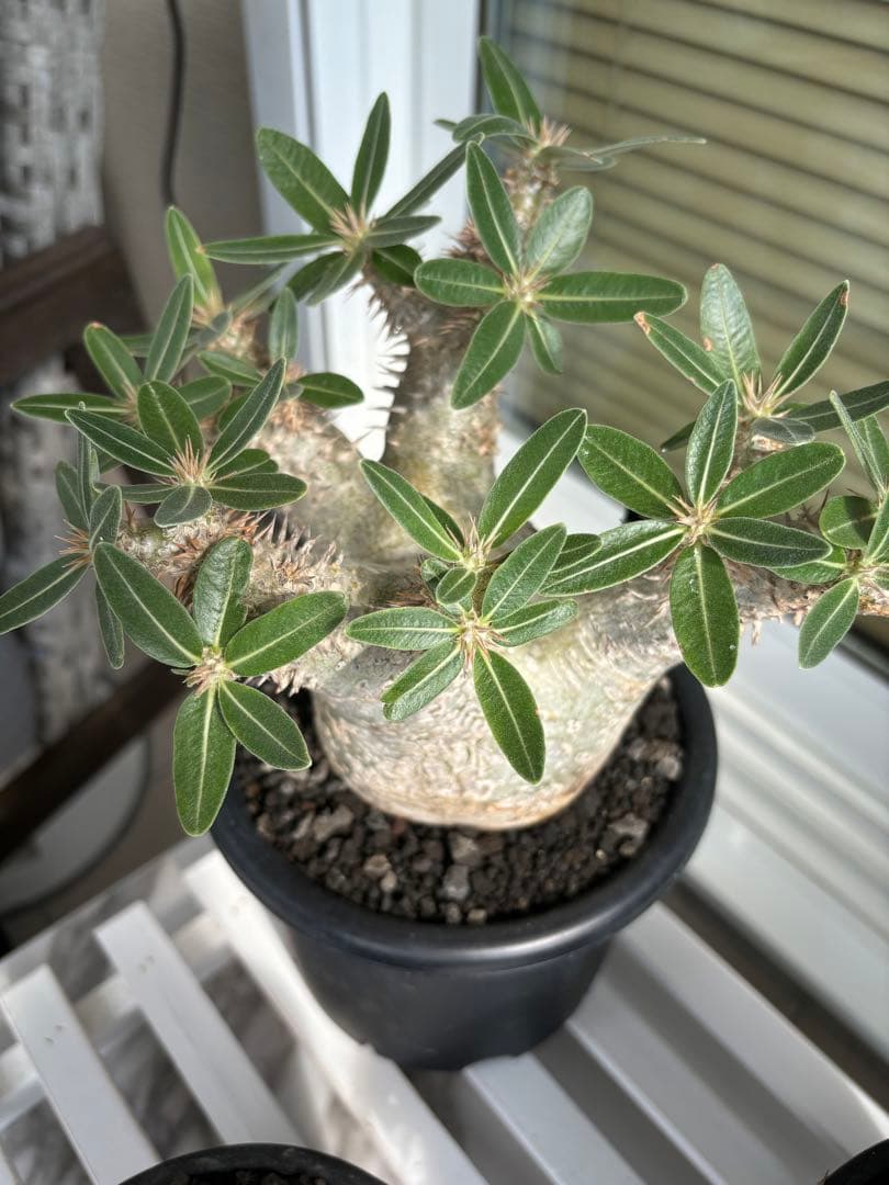 パキポディウム ホロンベンセ 現地球 安心の発根済み - メルカリ