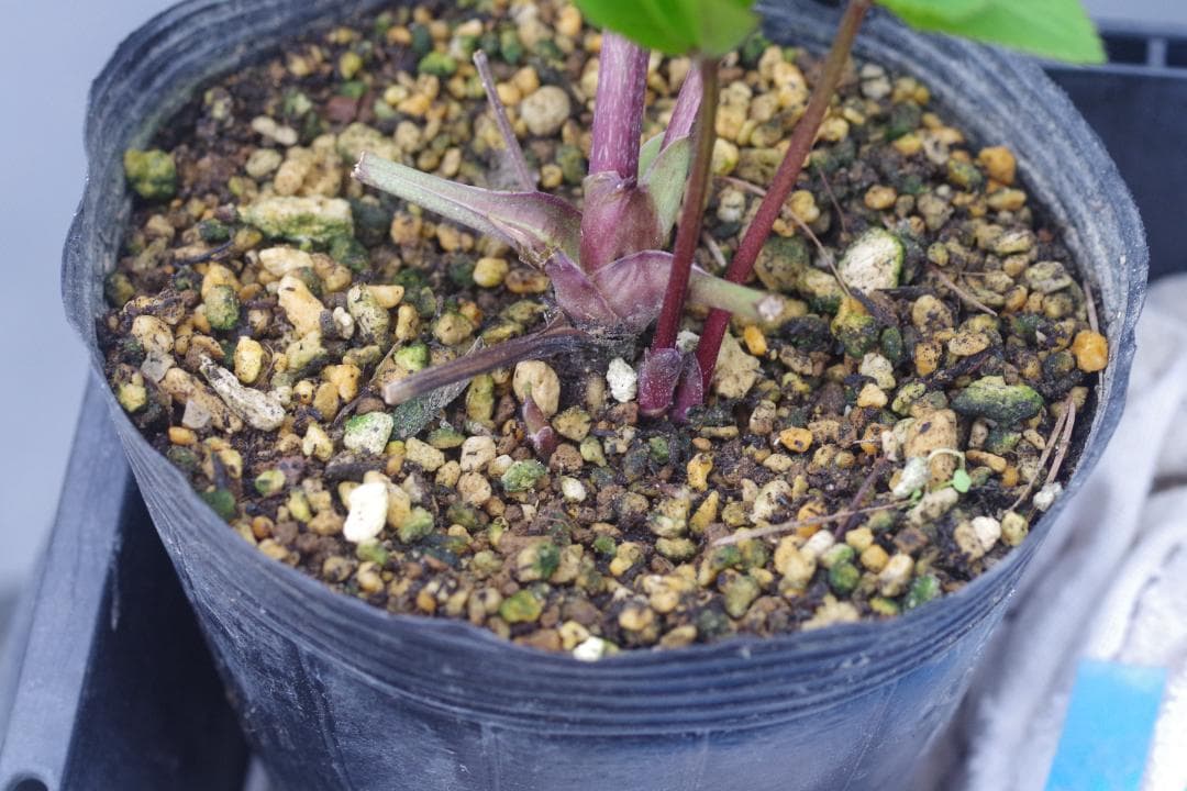 7381 認定！アンティークモーリー クリスマスローズ開花 加藤農園