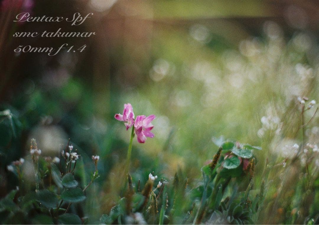 完動品＊美品＊pentax spf&名玉smc f1.4☆作例多数！☆初期保証 - メルカリ