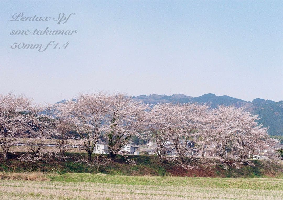 完動品＊美品＊pentax spf&名玉smc f1.4☆作例多数！☆初期保証 - メルカリ