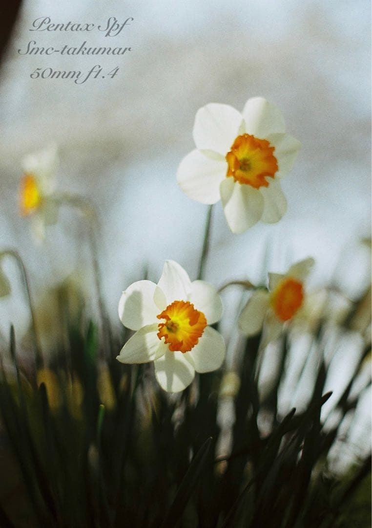 完動品＊美品＊pentax spf&名玉smc f1.4☆作例多数！☆初期保証 - メルカリ