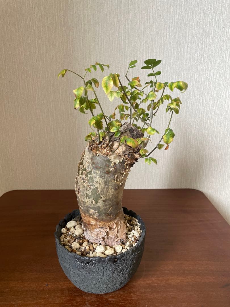 最終値下げ　ブルセラ　ファガロイデス　現地株 ブルセラ・ファガロイデス ここまでの大株は中々ありません！ 1株限り