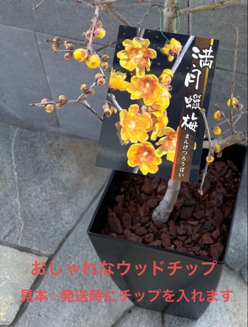 開花開始✨厳選 接木5年生 満月 蝋梅【ロウバイ】大苗✨数量限定・特典有