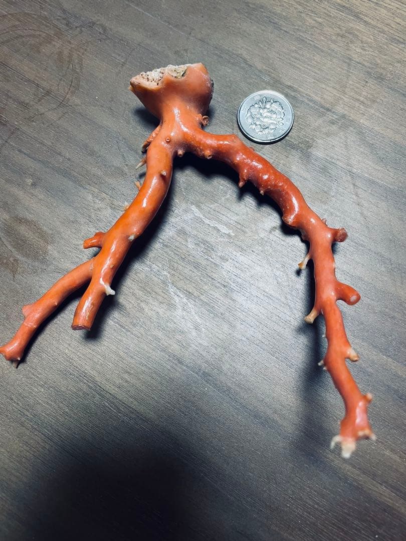 本珊瑚　珊瑚原木　宝石珊瑚　置物　桃珊瑚　赤珊瑚　コーラル　ルース　研磨済 赤珊瑚の原木をお買取しました｜骨董品に関するコラム【骨董・古美術