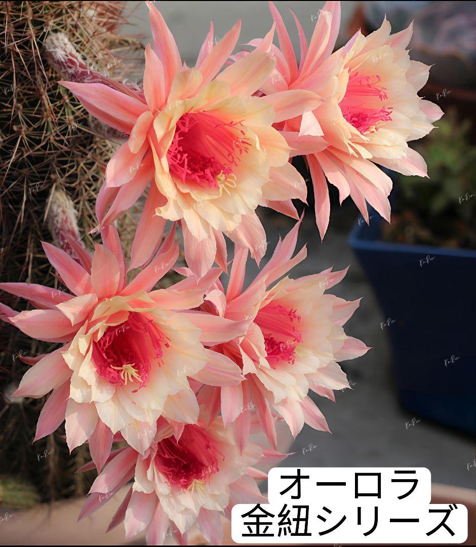 18-オーロラ 新品種 金紐シリーズ 花サボテン 巨大カキコ 開花見込み
