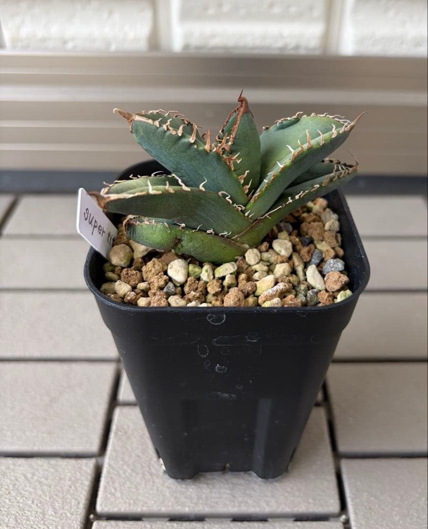 アガベ チタノタ スーパーチタノタ 悪魔くん 子株 - メルカリ