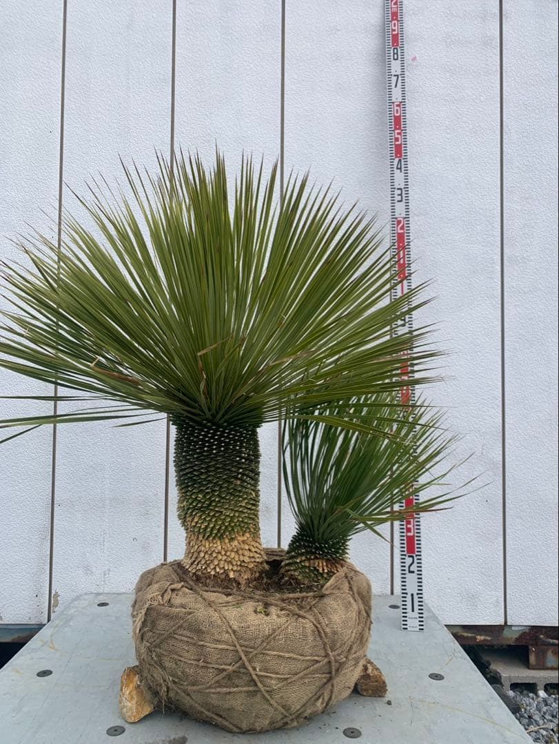 ユッカ ロストラータ 引取限定 - メルカリ