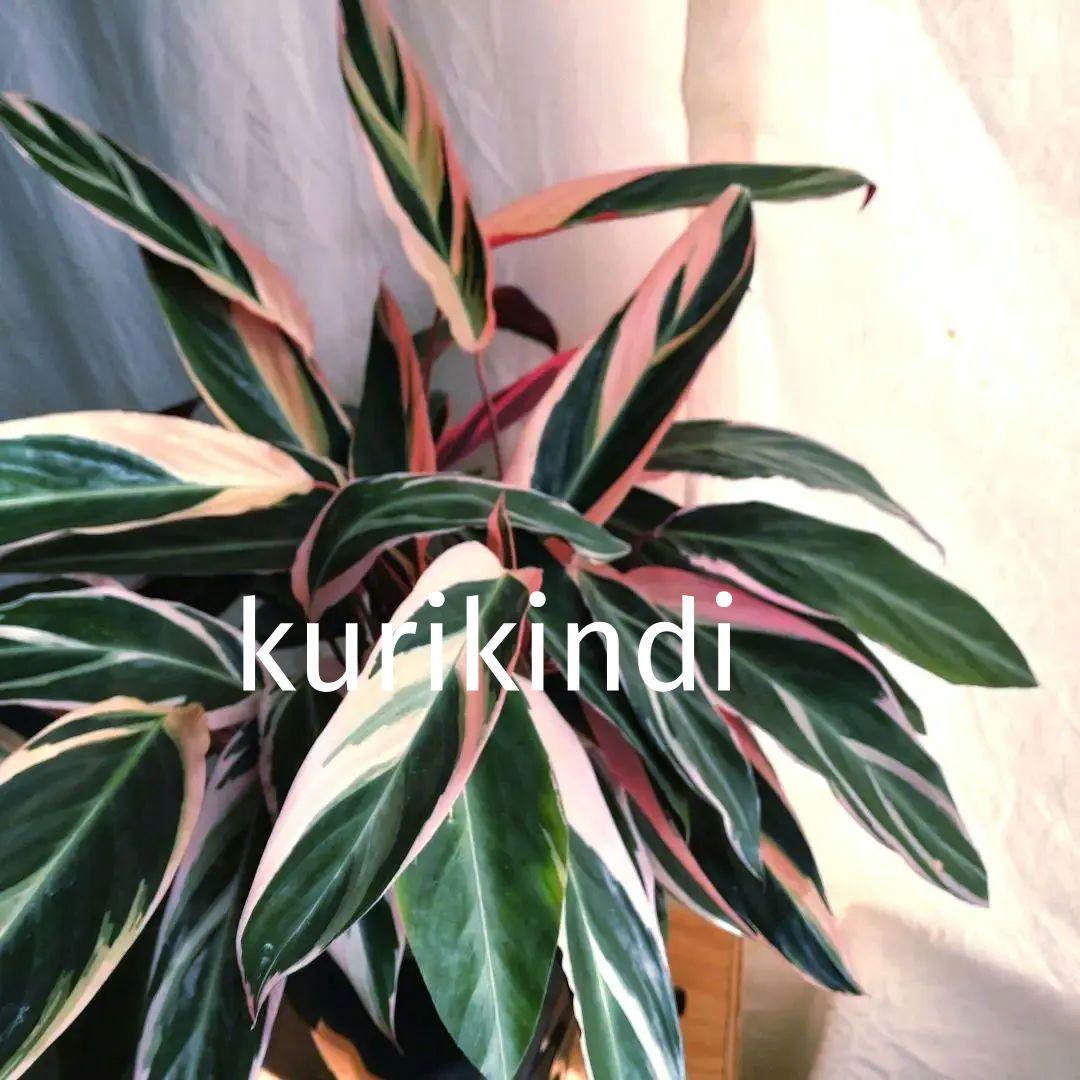 【ボリューム抜群】ストロマンテ　トリオスター(７号鉢)　単品(ca28-11) ボリューム抜群】ストロマンテ トリオスター(7号鉢) 単品(ca28-11