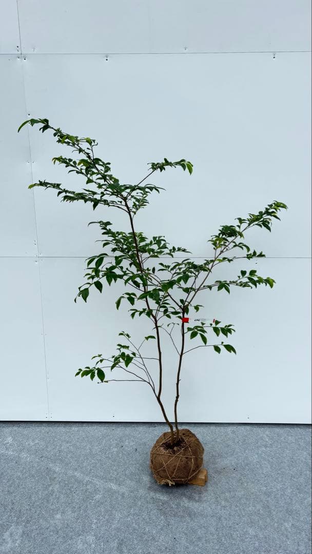 自然な樹形が美しい 山採りの ヒサカキ 646 樹高1.4m位 ヒメサカキ 姫