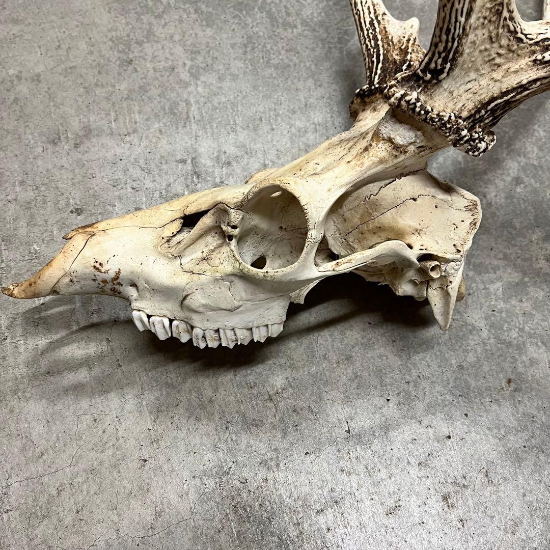 エゾシカの角、頭骨 - メルカリ