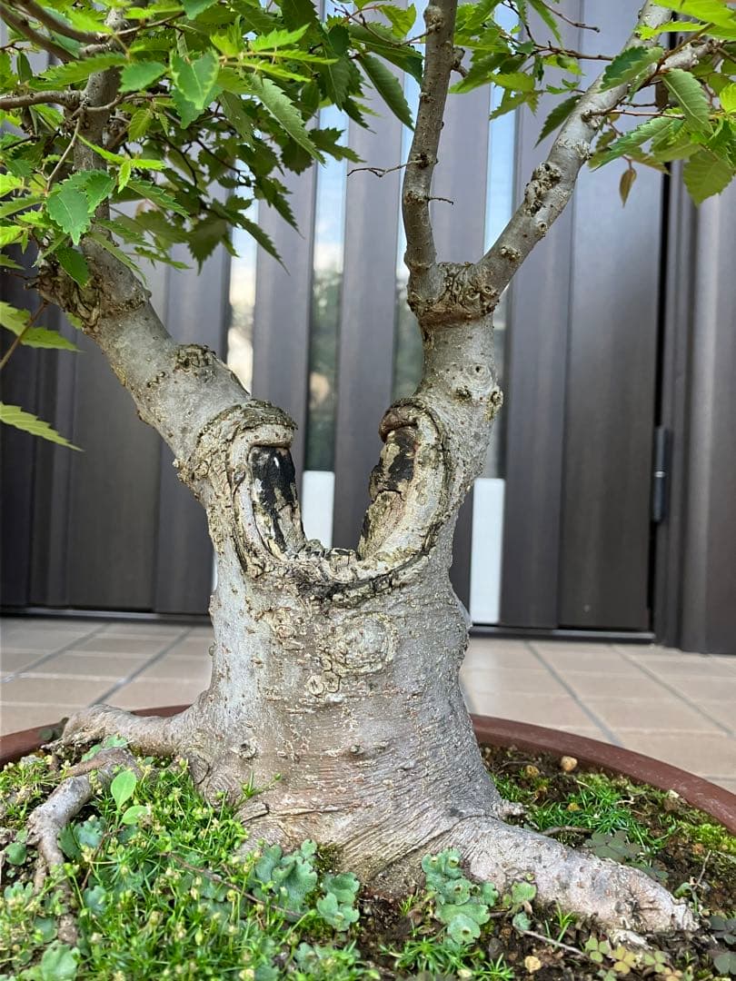 27日(木)24時迄の大特価！ 盆栽 欅ケヤキ 超極太！ - メルカリ