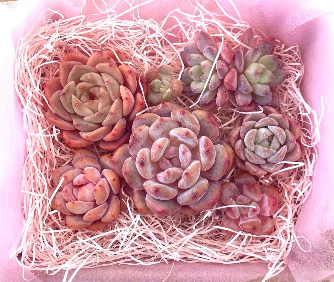 限定SALE❣️ピンクセット❣️多肉 韓国苗 カット苗寄せ植え