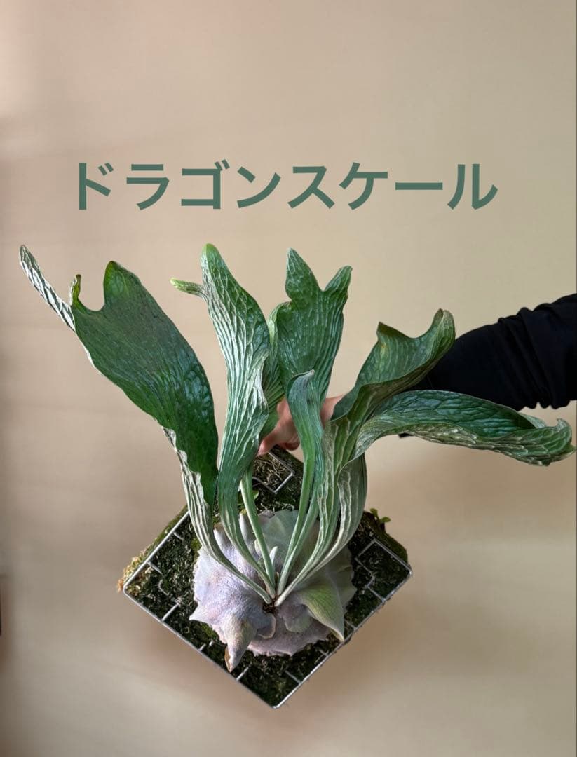 P. hillii 'Dragon Scale'⑥超希少ヒリー龍鱗ビカクシダ子株 - メルカリ