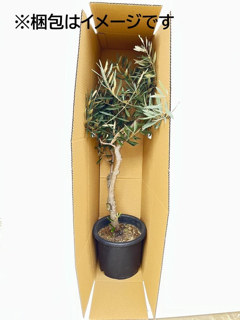 オリーブの木 セントキャサリン 8号 約140cm K-321 希少 現品掲載