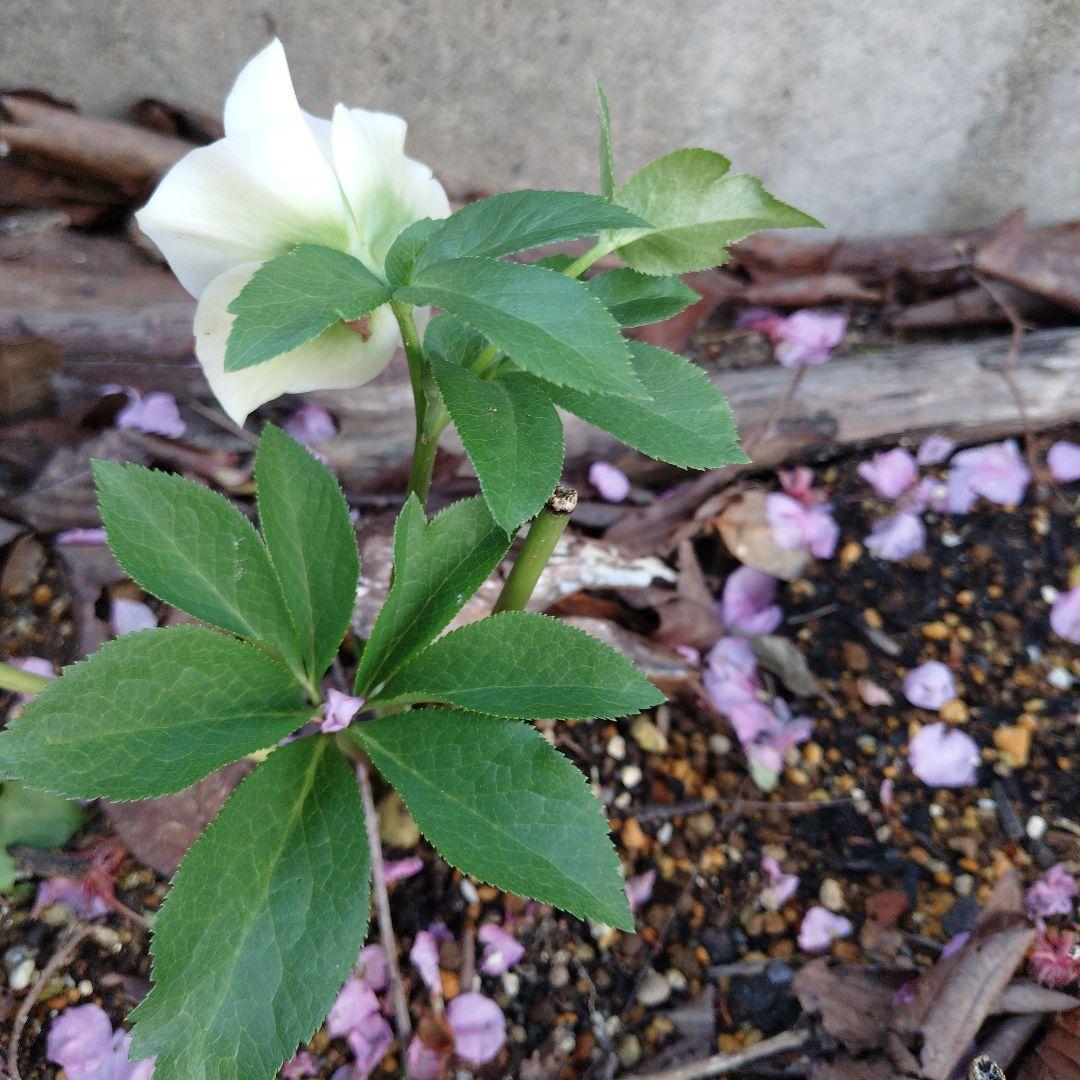 クリスマスローズシングル株分け苗6株セット - メルカリ