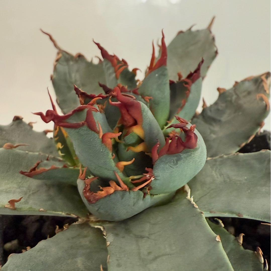 アガベ チタノタ BB × ネバデンシス hyb 子株【強ウネリ・青葉・黒鋸歯】 b73c1ab124d9fba998b425e9f589bc