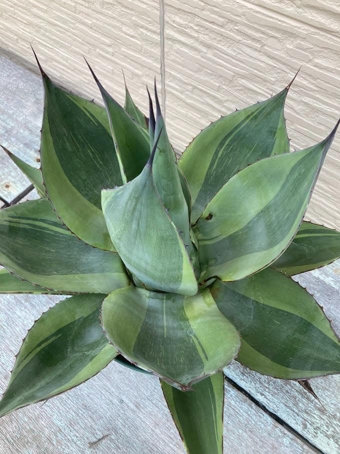 アガベ　オバティフォリア　キラー　【1/18撮影】☆未発根☆ アガベ オバティフォリア キラー | hanayoshi-botanical