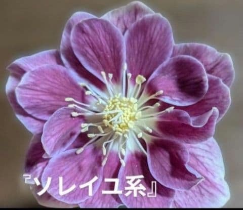 ☆クリスマスローズ：広瀬園芸・ソレイユ系【パープル系・多弁花】育成