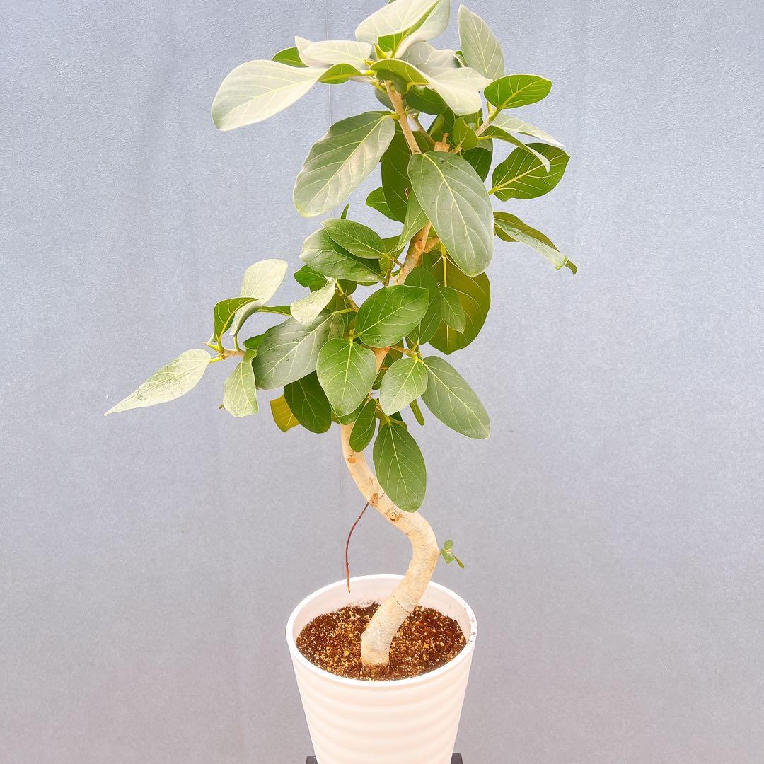 現品 フィカス ゴムの木 ベンガレンシス 33番 曲り インテリア 観葉