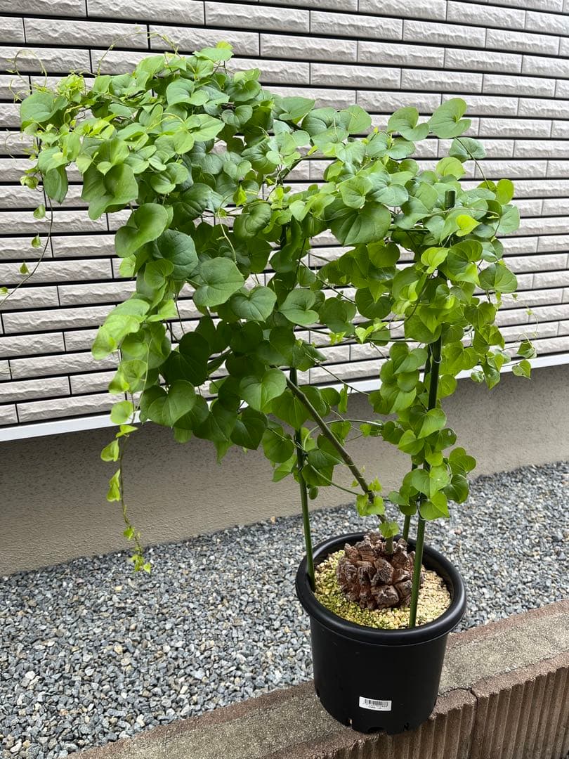 Dioscorea elephantipes アフリカ亀甲竜　実生 休眠しない【実生亀甲竜】（Dioscorea elephantipes）。紅葉した株を