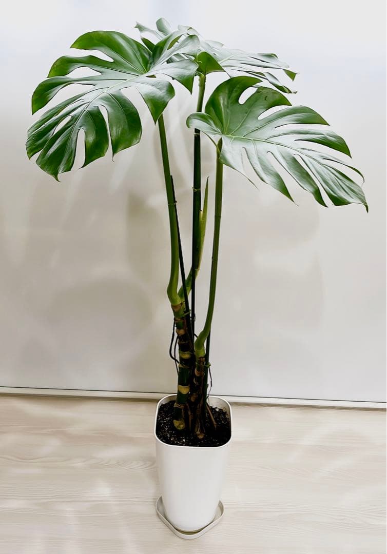 観葉植物 モンステラ 幹上がり 幹立ち プレゼント 父の日 7号鉢