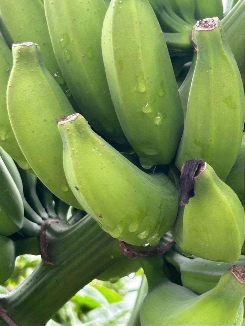 90㎝◇幻の、ゴールデンブラジル.バナナ苗◇耐寒強く低木.早生で収穫が