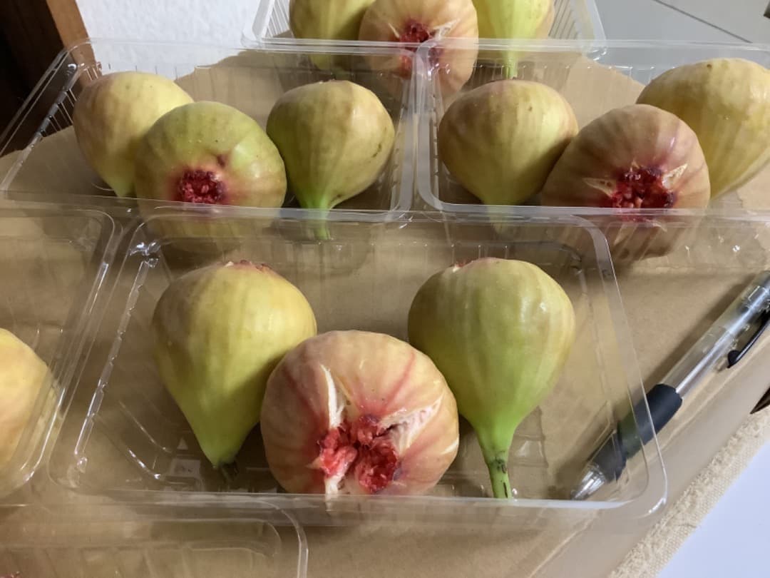 イチジク【蓬莱柿・ホウライシ】挿し穂枝【60サイズ箱に詰め放題