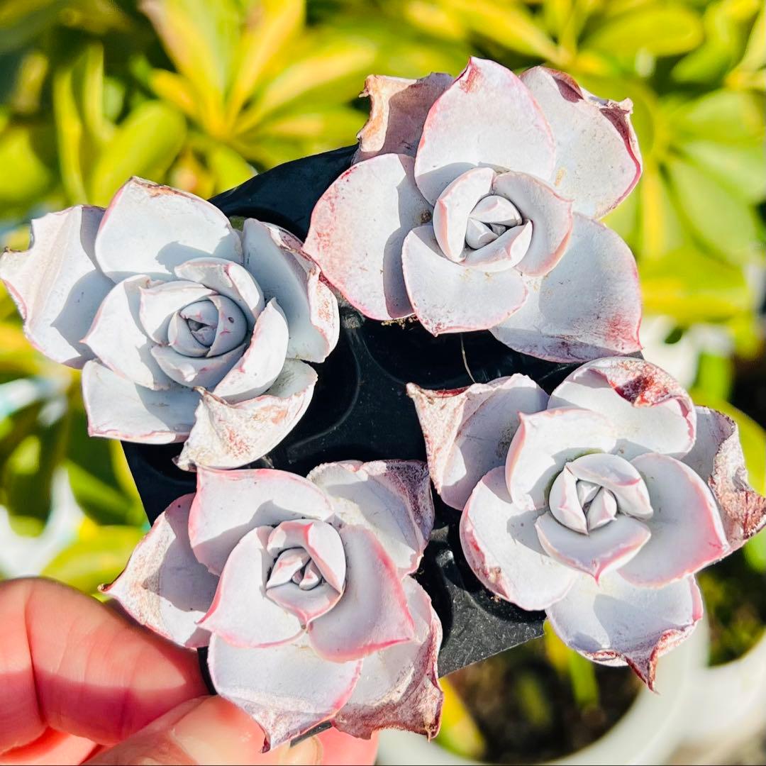 多肉植物 カンテ 4苗セット 肉厚中苗 根土付き発送 - メルカリ