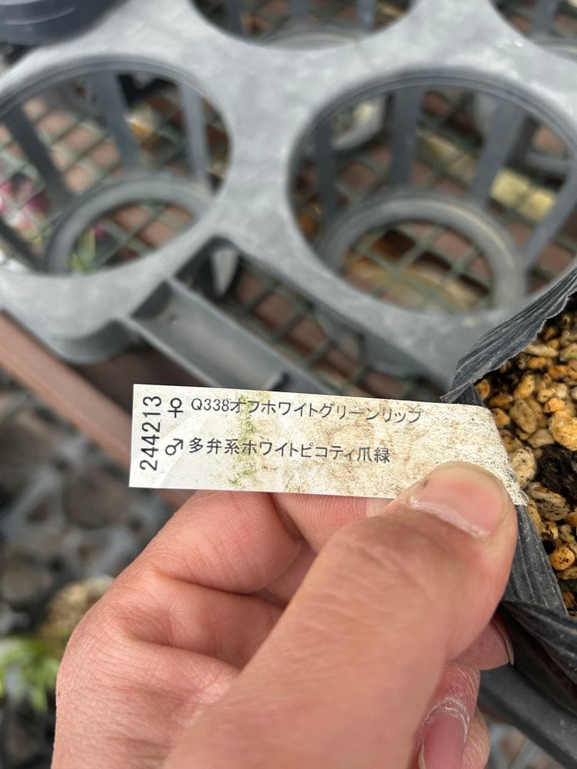 加藤農園 グリーンリップ 緑爪 クリスマスローズ同梱可能 - メルカリ