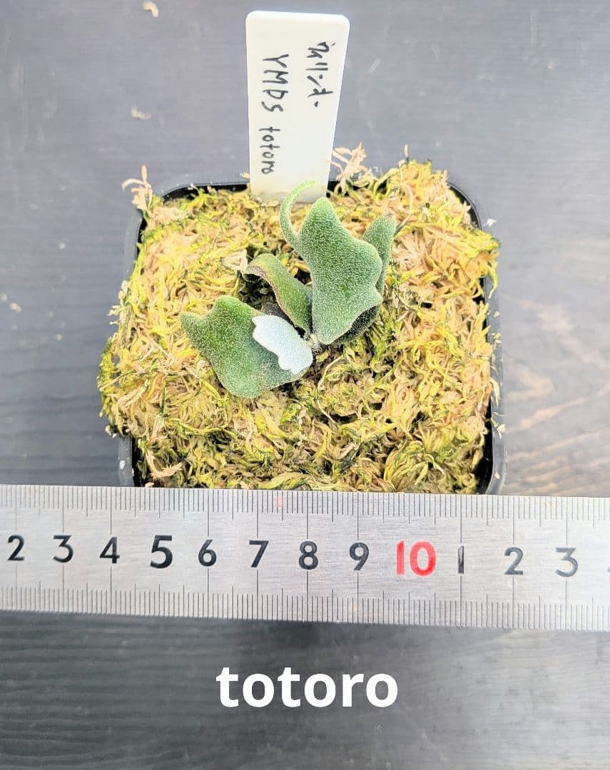 ビカクシダ、ウィリンキー YMDS totoro苗A - メルカリ