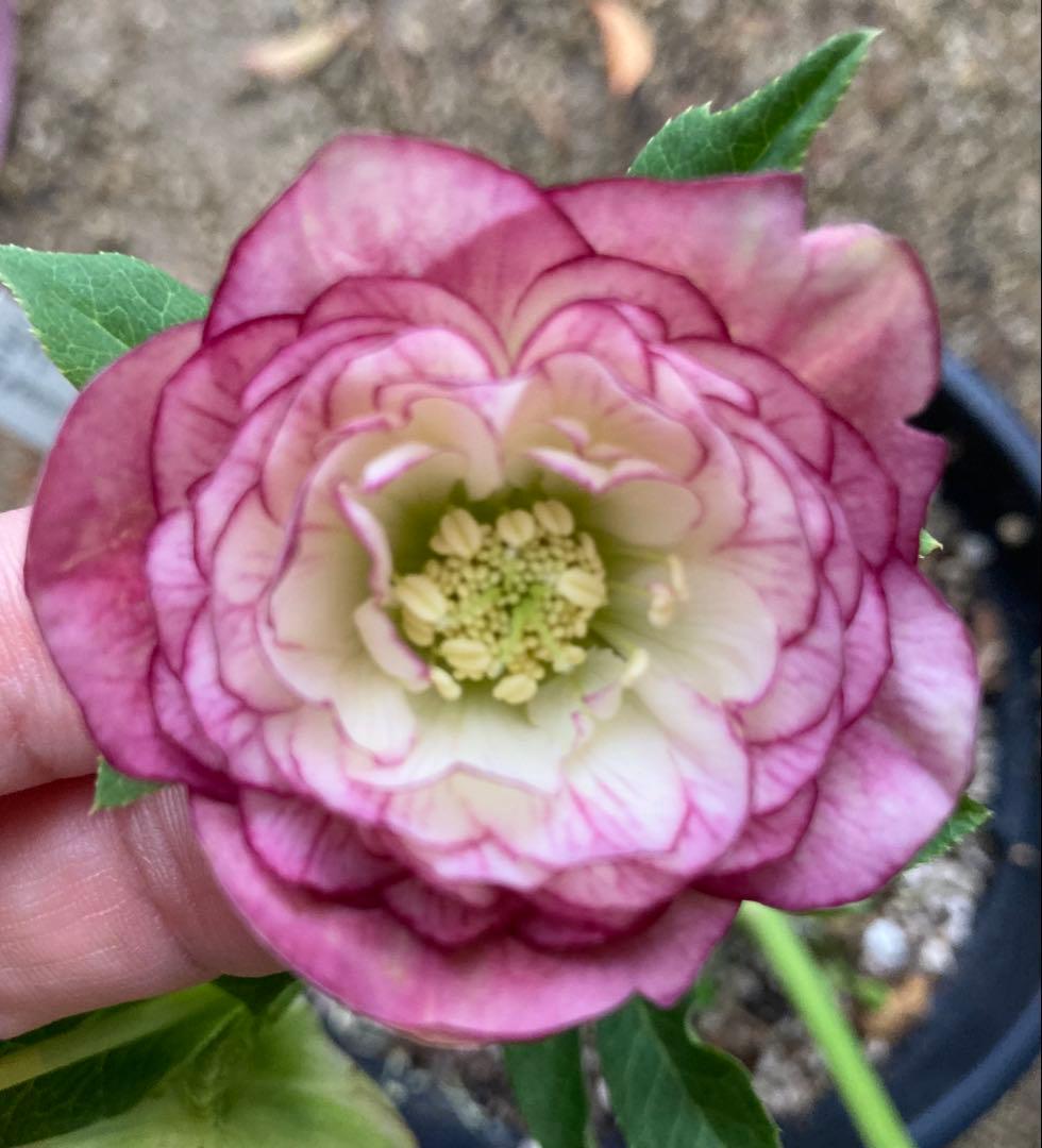 加藤農園 クリスマスローズ レッドエンジェル交配 ピンク