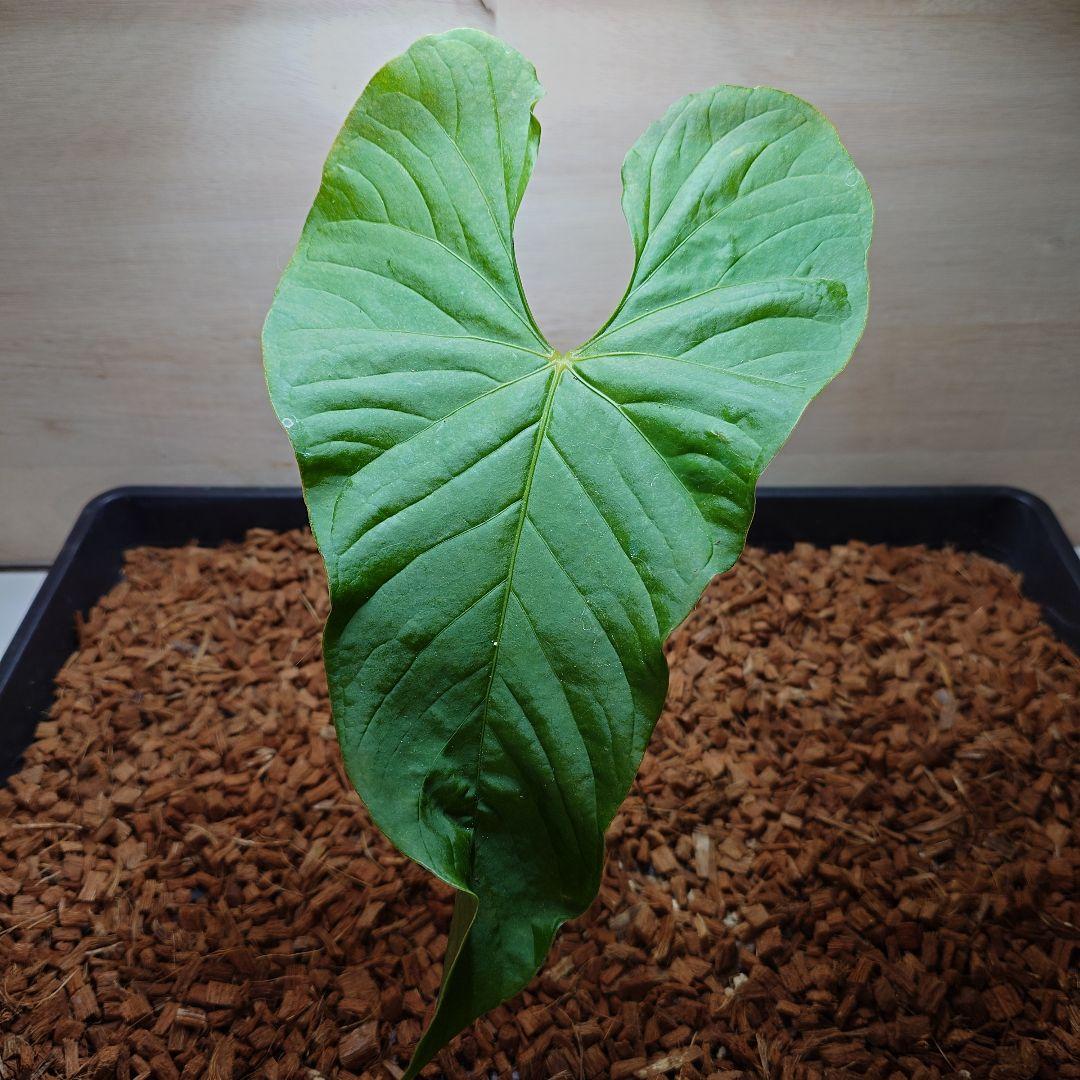 アンスリウム グイルディンキー - メルカリ