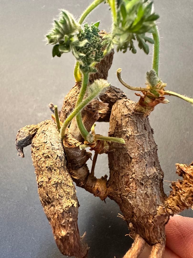 864ペラルゴニウム・トリステ Pelargonium triste厳選特大株 - メルカリ