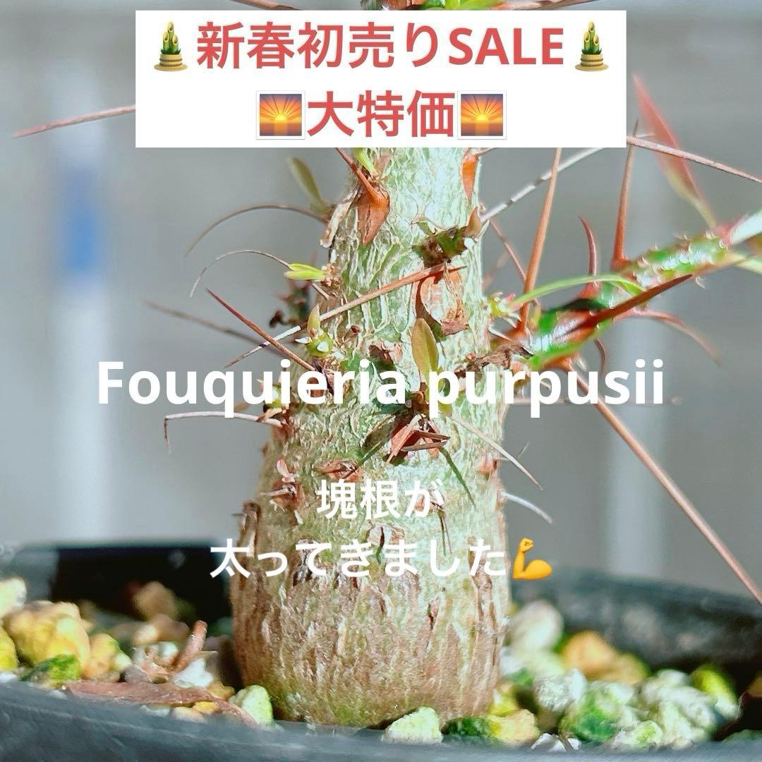 【早い者勝ち★国内実生株！】　フォークイエリア　プルプシー　鉢のまま発送　95 フォークイエリア プルプシー 実生 | hanayoshi-botanical