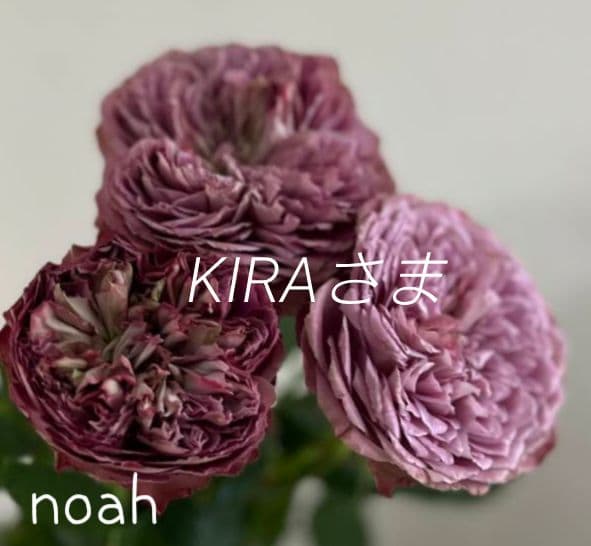 ❀KIRAさま❀　バラ　苗 バラ苗 大苗 2026 禅 ぜん Zen 国産ノイバラ台木使用 | 大苗 2026