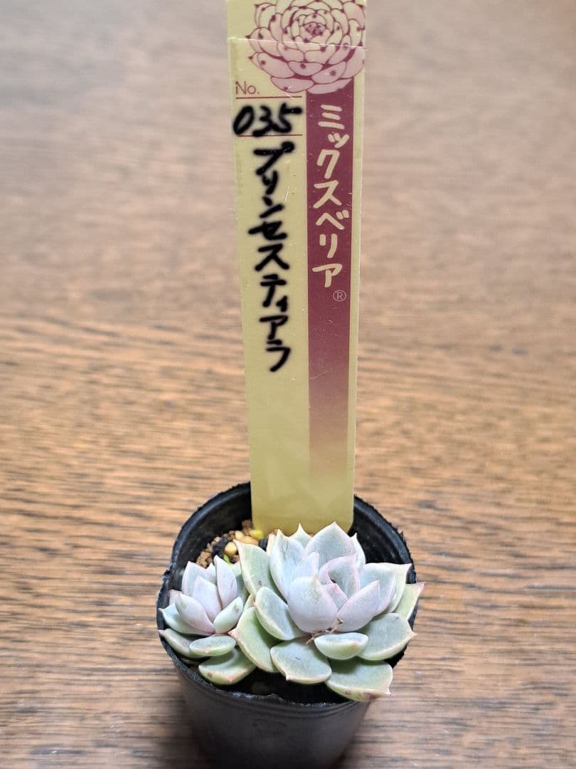 ☆プリンセスティアラ☆おらいさん苗☆第4種郵便☆月曜日発送予定