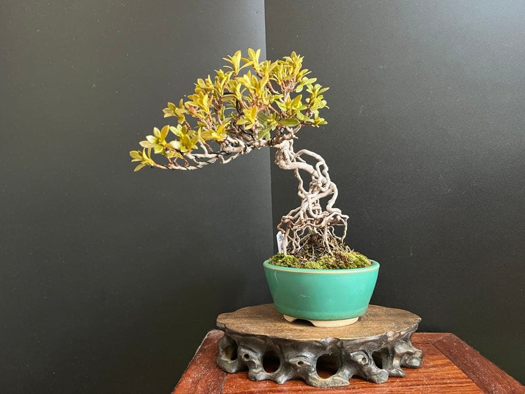 皐月盆栽 華厳 根上がり 小品盆栽 花芽あり 根芸、小葉、(検索用