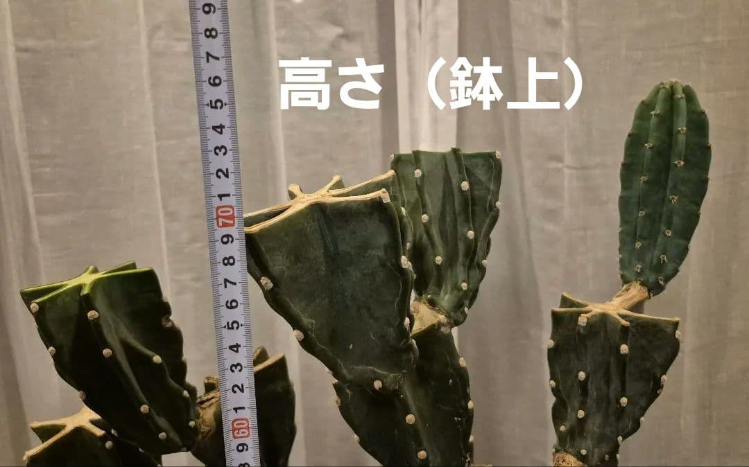 柱サボテン ブランチ 古木仕立て ハシラサボテン 鬼面角 キメンカク 10号鉢