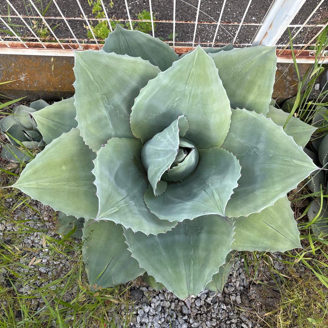 アガベ　オバティフォリアドワーフ アガベ・オバティフォリア｜Agave ovatifolia | DESERT INC.