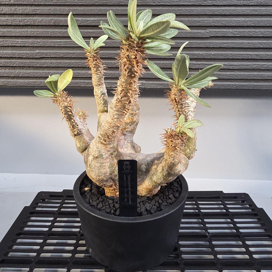 塊根植物 パキポディウム デンシフローラム 現地球 多枝 パキポディウム・デンシフローラム 3.5号鉢 | | 多肉・塊根植物