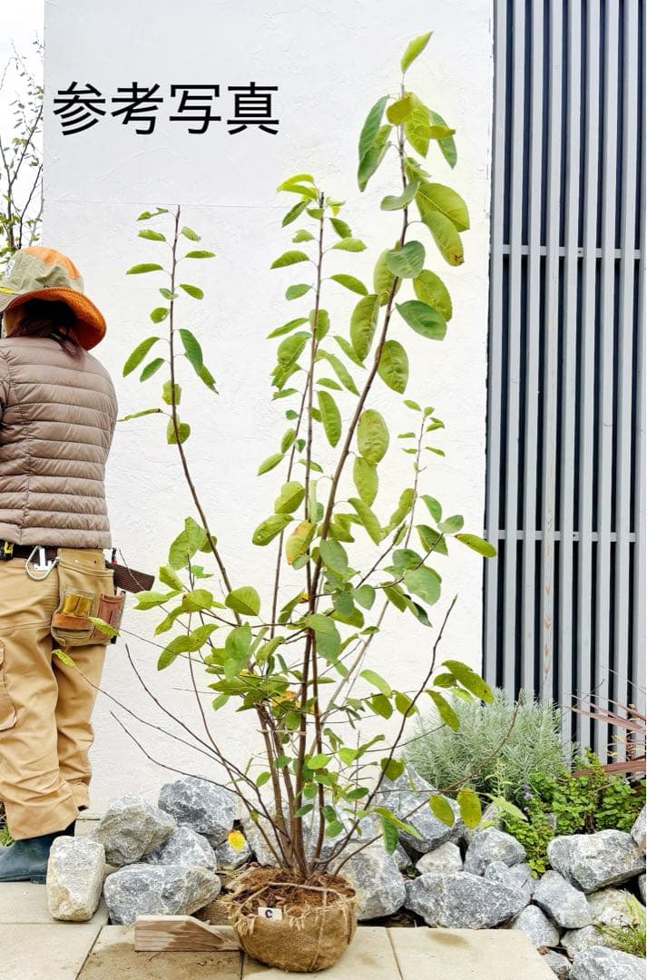 逸品。ジューンベリー大株立ち1.7M(鉢底から)品番B - メルカリ