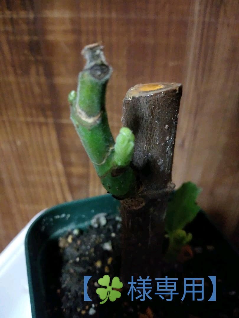 【確認用・・四つ葉のクローバー】 四つ葉のクローバー - 交通安全・防犯・防災用品の製造から販売まで ほ