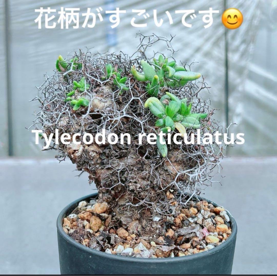 【アフロタイプ★これは凄いです★大特価】　チレコドン　レティキュラーツス　万物想 チレコドン レティキュラーツス 