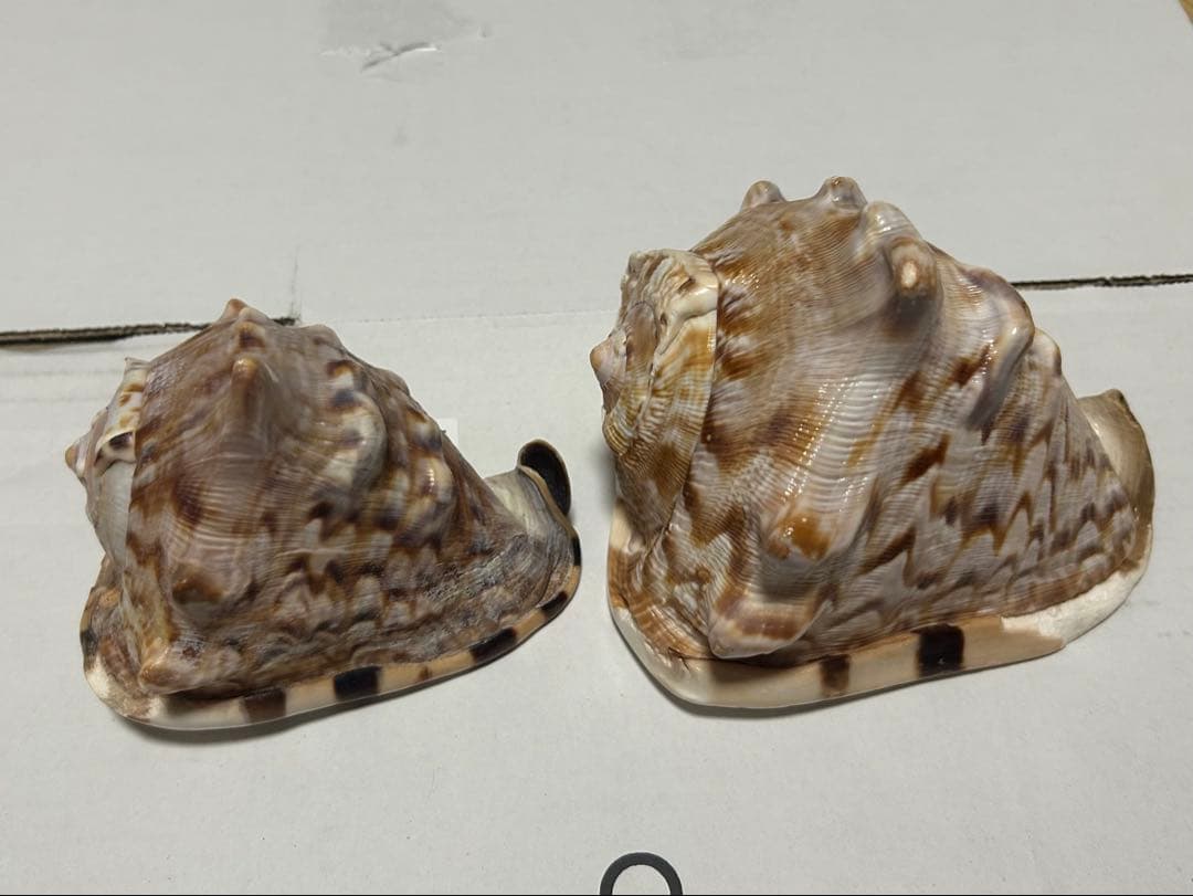 ダイオウトウカムリ　2個セット　12cm 14.8cm